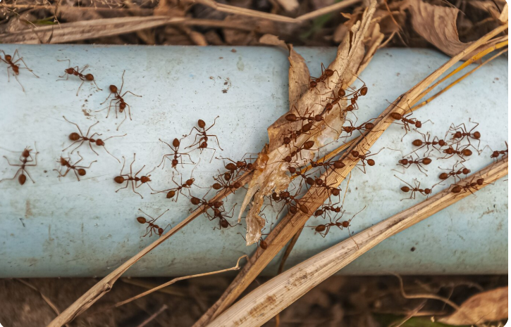 Insects Behind Siding